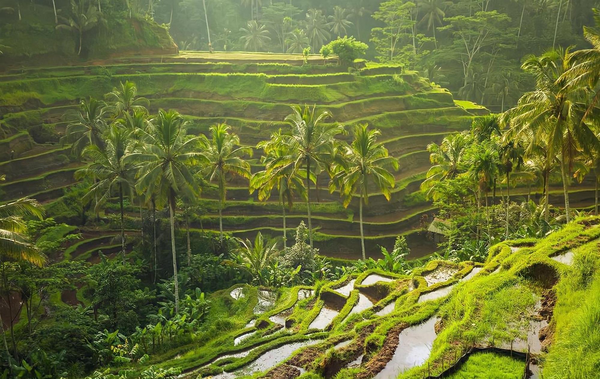 Royal Jj Ubud Resort & Spa Luaran gambar